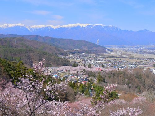 春の高遠町、アルプスの残雪と桜の協演