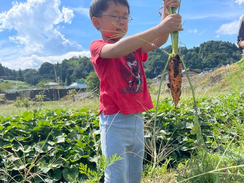 農家民宿では、多種多様な野菜を育てています！
