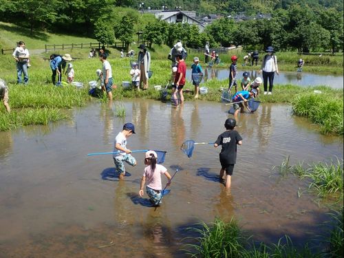 ビオトープの生き物調査