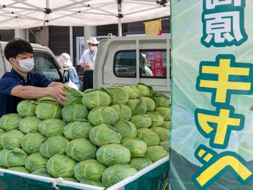 神鍋高原キャベツ