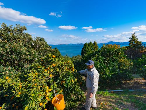瀬戸内海に面する温暖な安芸津町