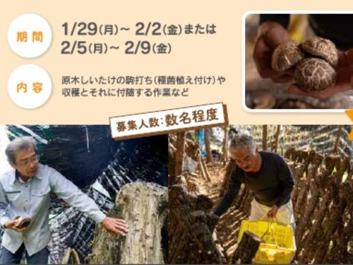 原木乾しいたけの仕事参加者募集（宮崎県東臼杵郡椎葉村）