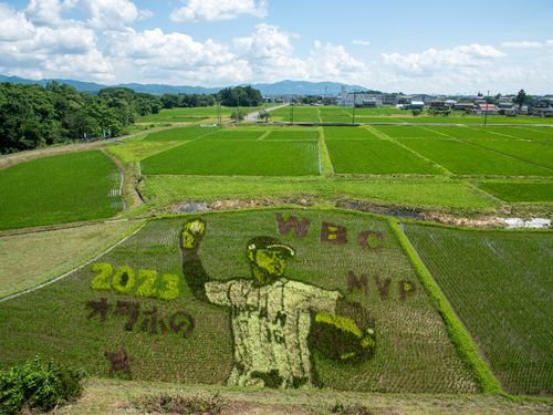 奥州市出身メジャーリーガー・大谷翔平の田んぼアート