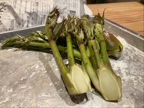 こんなに立派なタラの芽がそこらじゅうにある世界です