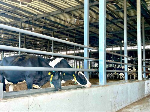 東海エリア最大規模の牧場で酪農体験インターン