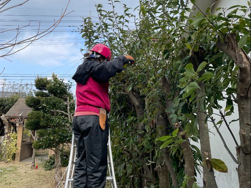 サッパリーズ女性職人さん　剪定作業中