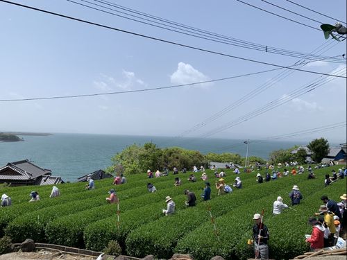 会員に呼びかけ開催された茶摘みイベントには、各地からボランティアが駆けつけた