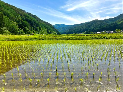 里山の風景が広がる移住モデル地区川島