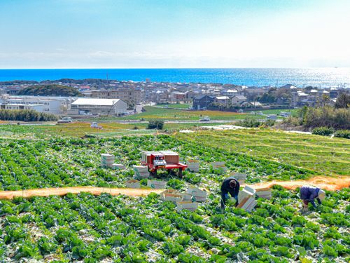 春キャベツの生産量は日本一