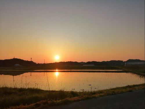 夕方の田んぼ