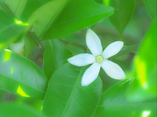 白く可憐な夏みかんの花（花期は5月上旬〜中旬）