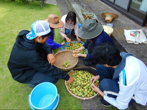 地域の方に教わる梅仕事。