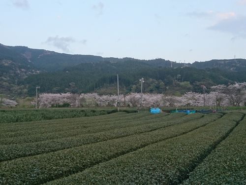茶畑と桜