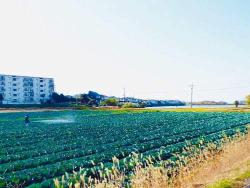 岩岡町特産‧広大なキャベツ畑