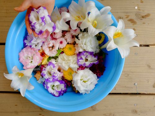 島の花たち。