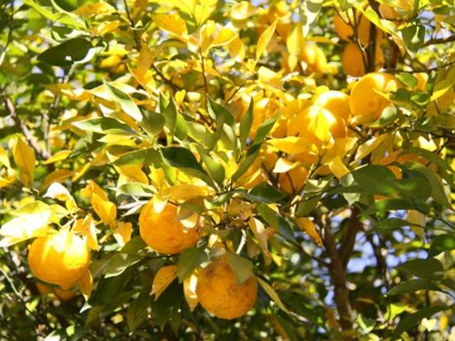 茂木町の誇るおいしい恵み、ゆず！