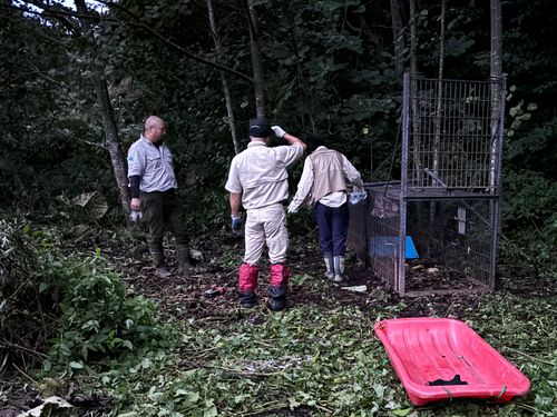 ヒグマを捕獲するオリの設置作業は力仕事