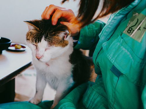 牛深には猫がたくさん