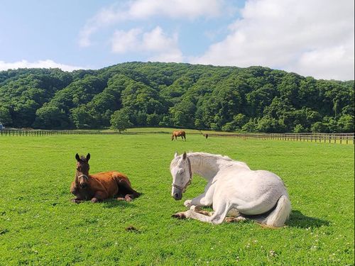 馬のまち・新ひだか町では牧場見学や乗馬もできます！