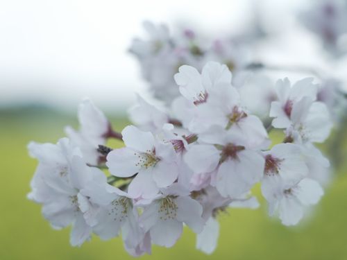 春は桜と菜の花、夏はひまわり、秋はコスモス、冬は神楽と、四季を肌で感じられるまちです。