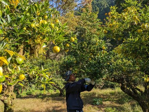 住民の多くが働く「かぐらの里」では、山の気候を活かしてゆずの栽培と加工を行っています。