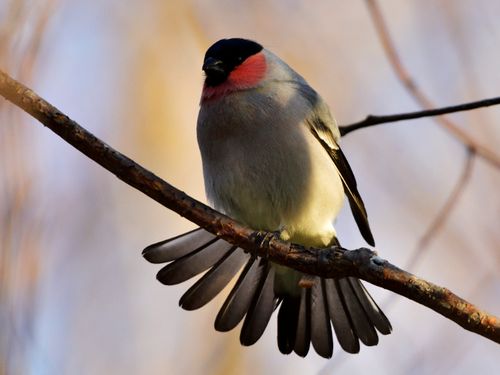 野鳥を間近で撮影できることも清里町の特徴の一つです