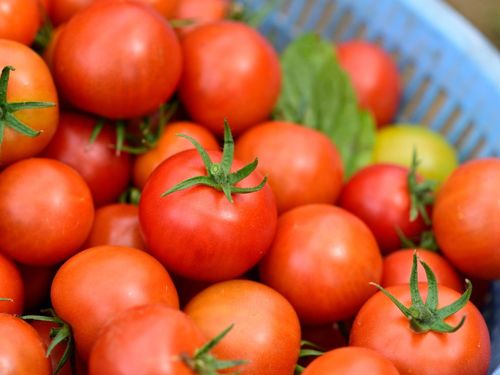 トマトの生産が盛ん