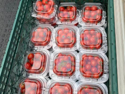 活動例：ミニトマトの栽培と出荷（農業振興担当）