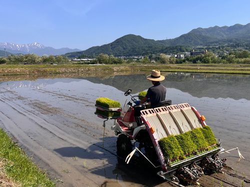 個人農家さんにお手伝いへ行った時の写真。