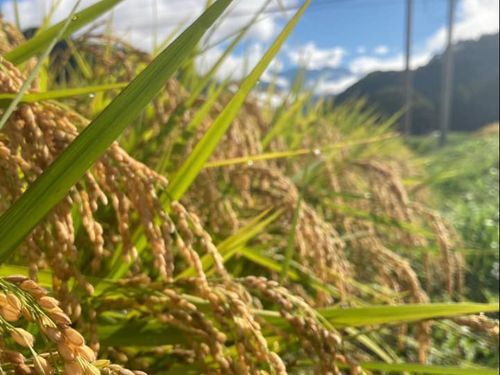 共同作業で田植え体験を楽しもう！