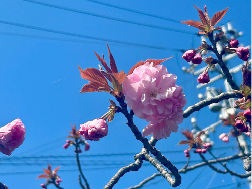 個人的には八重桜が【推し】です！