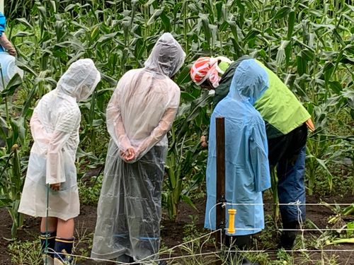 雨の中でも収穫体験！とうもろこしをたくさんとったよ！
