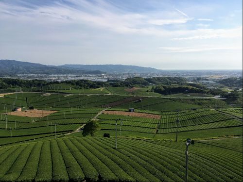 八女は茶の産地として有名です
