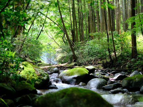 小田原の森