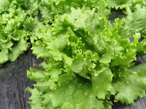 葉物野菜の栽培も多い