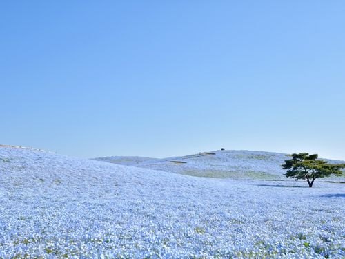 絶景のネモフィラは唯一無二の地域資源