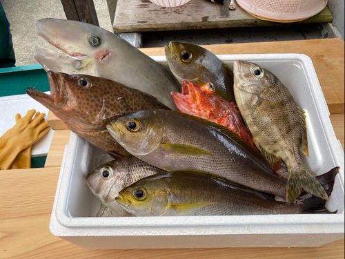 流通に乗らず未利用魚になってしまう、すさみ町の地魚たち