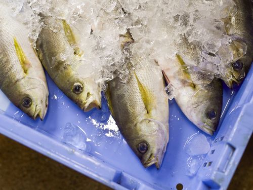 水揚げされた魚