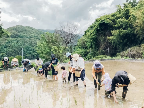子ども達と親子で田植え体験