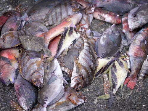 エビ網にかかった魚たち。ほとんどが捨てられます
