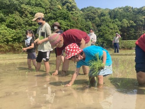 田植体験も人気です