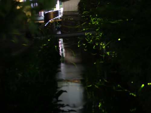 守山市で飛翔するほたるの様子