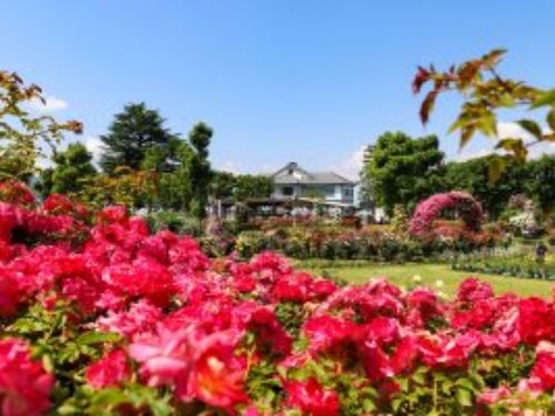 5/25～6/16 信州なかのバラまつり in一本木公園