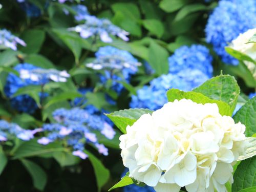 雨山運動文化公園のあじさいもこれから見ごろに
