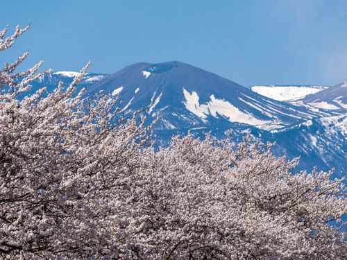 吾妻の雪うさぎ（撮影：福島市民フォトグラファー　半沢剛司さん）