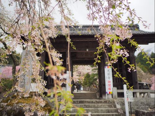 しだれ桜の名所　光前寺