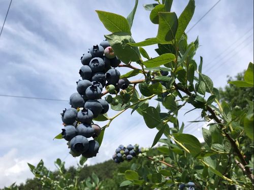 果樹も育ちます！ブルーベリーは６月に旬を迎えます。