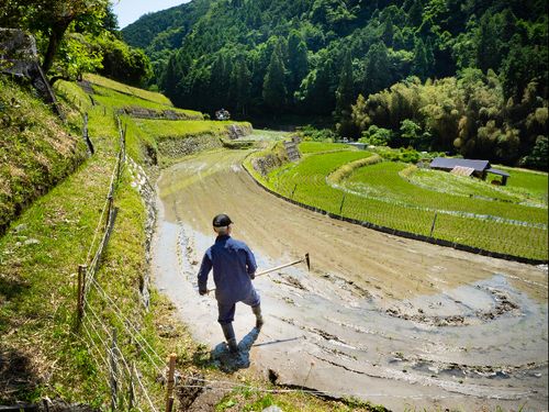 地域の魅力写真📸棚田の田植（芋谷の棚田）