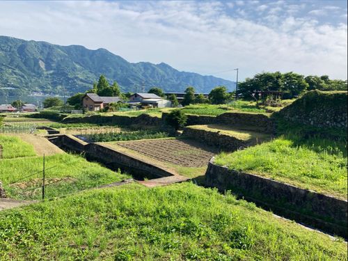 段々畑と家々がなだらかに海へと続く向井地区