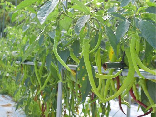 形が虎のしっぽに似ていることからと名付けられた「虎の尾」
